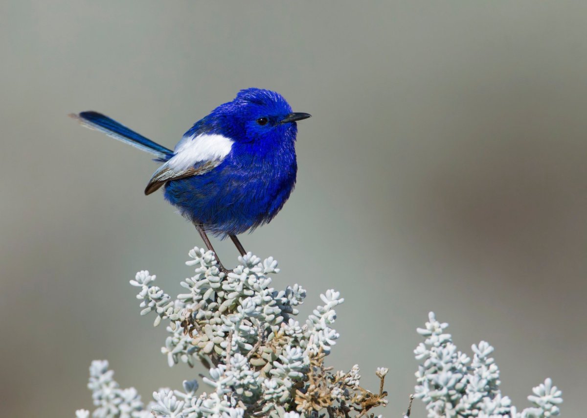 Птица ультрамаринового цвета