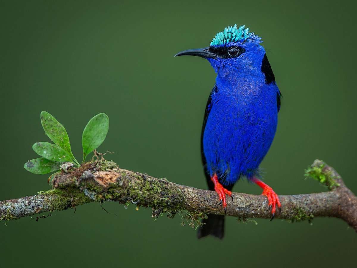 Синешапочная танагра самка