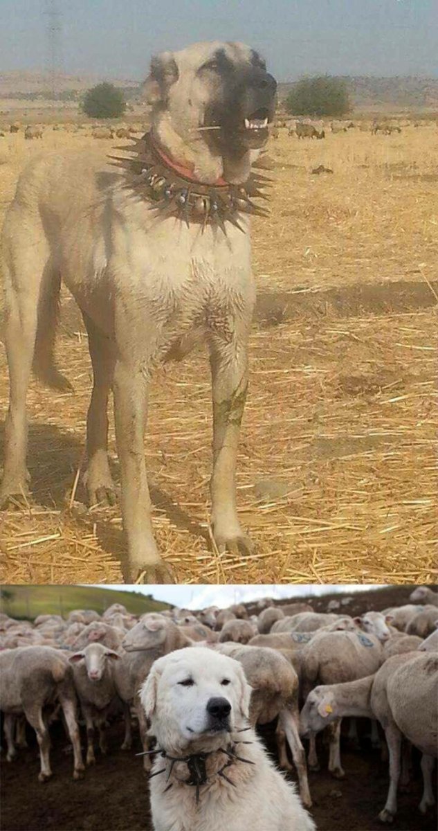 Турецкий Талгат собака