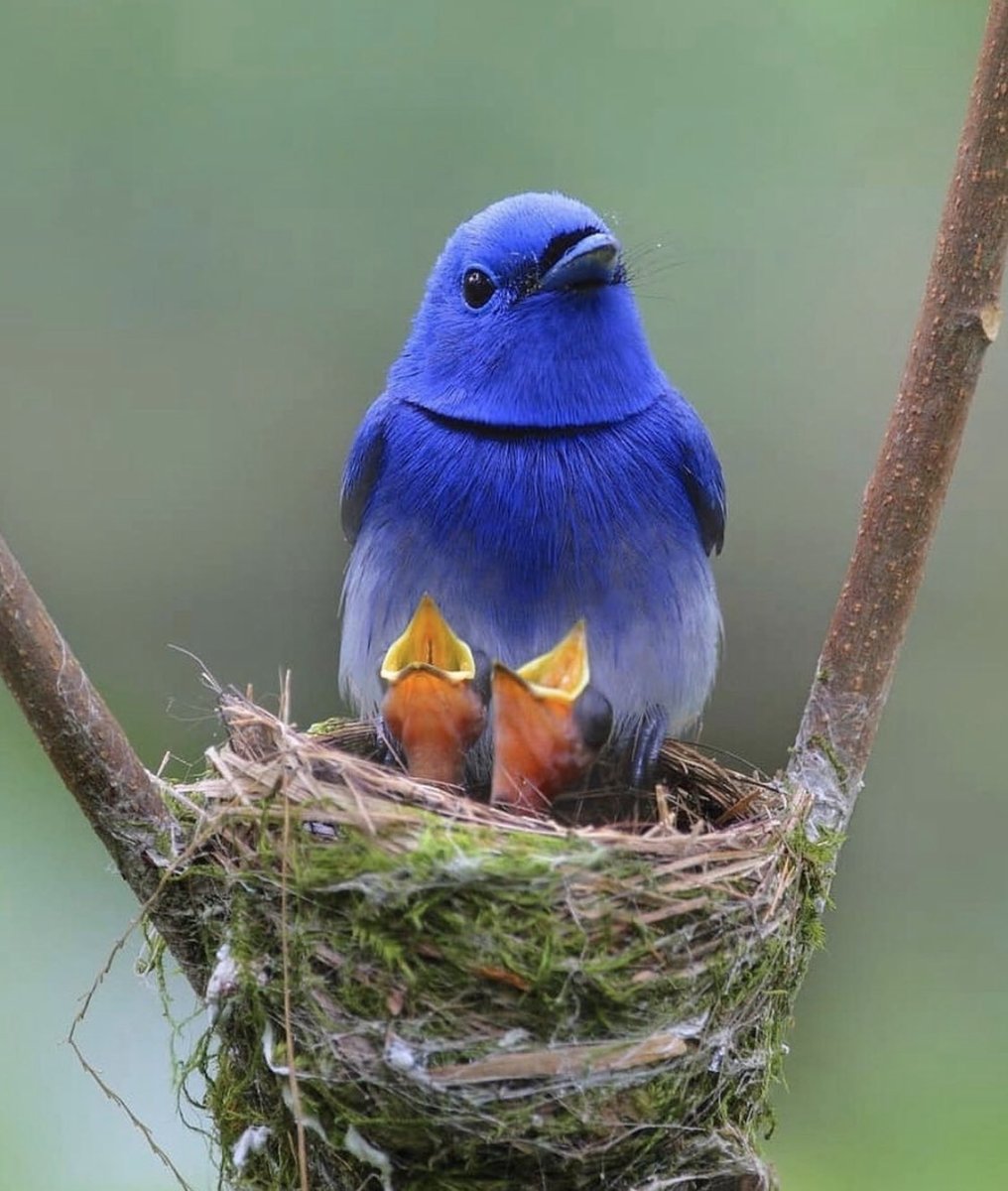 Голубая Грандала