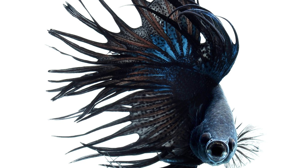 Рыбка петушок