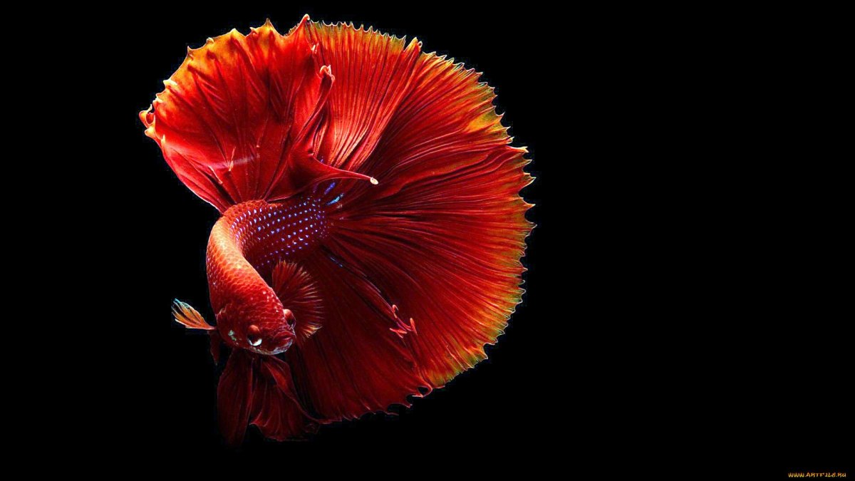 Рыбки на черном фоне