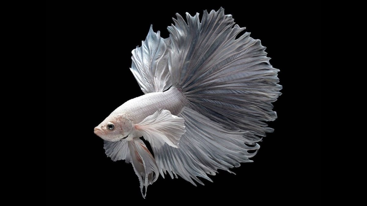 Петушок альбинос