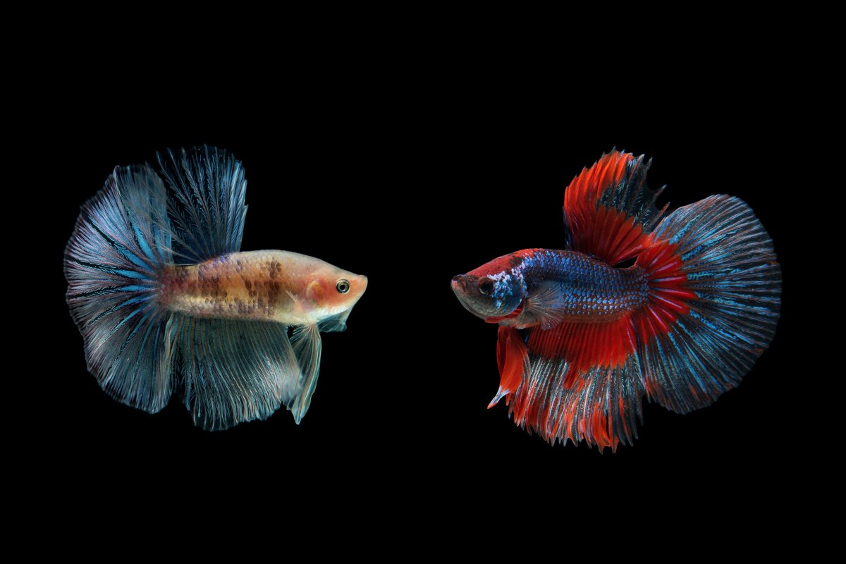 Сиамские бойцовые рыбки
