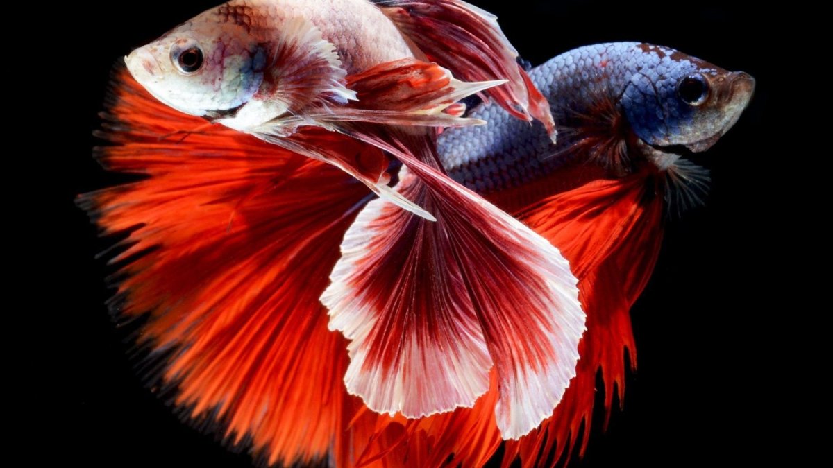 Петушки бойцовые рыбки Бетта