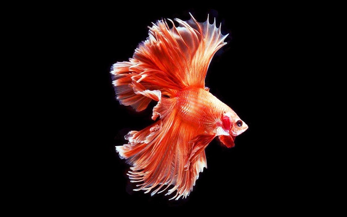 Рыбки на черном фоне