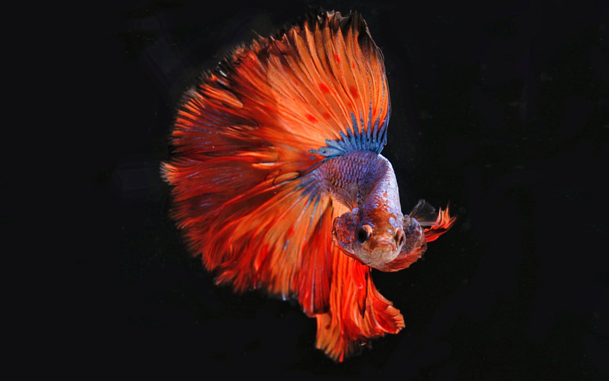 Рыба петушок на черном фоне