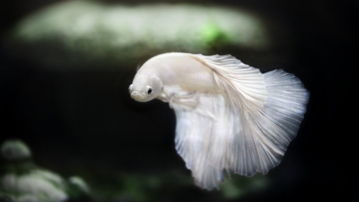 Петушок, Бойцовая рыбка бой