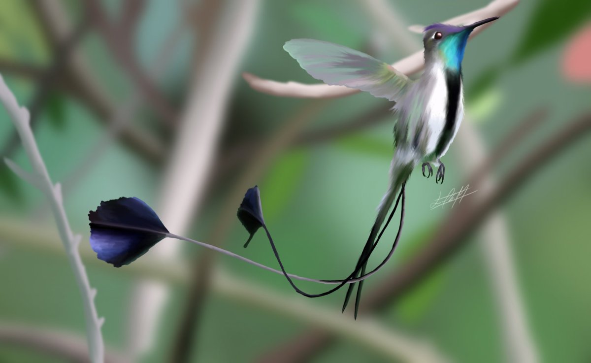 Лоддигезия ракетохвостый Колибри