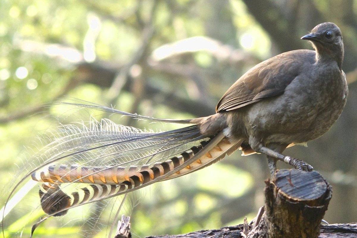Павлин Райская птица