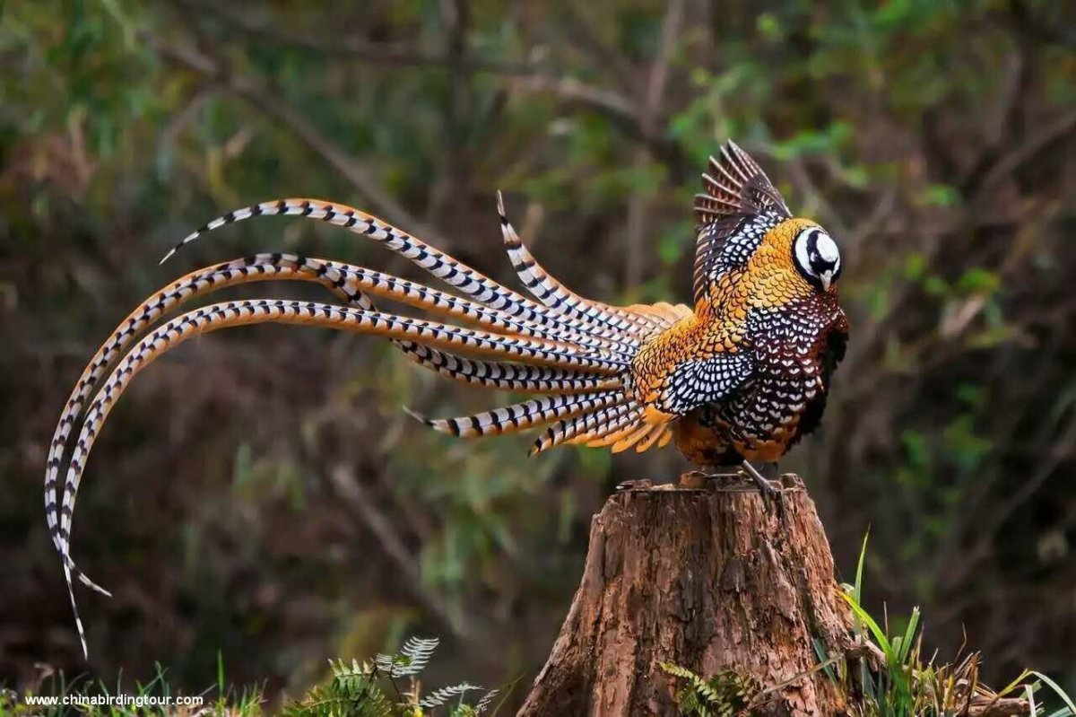 Длиннохвостый Колибри-сильф сильф Колибри