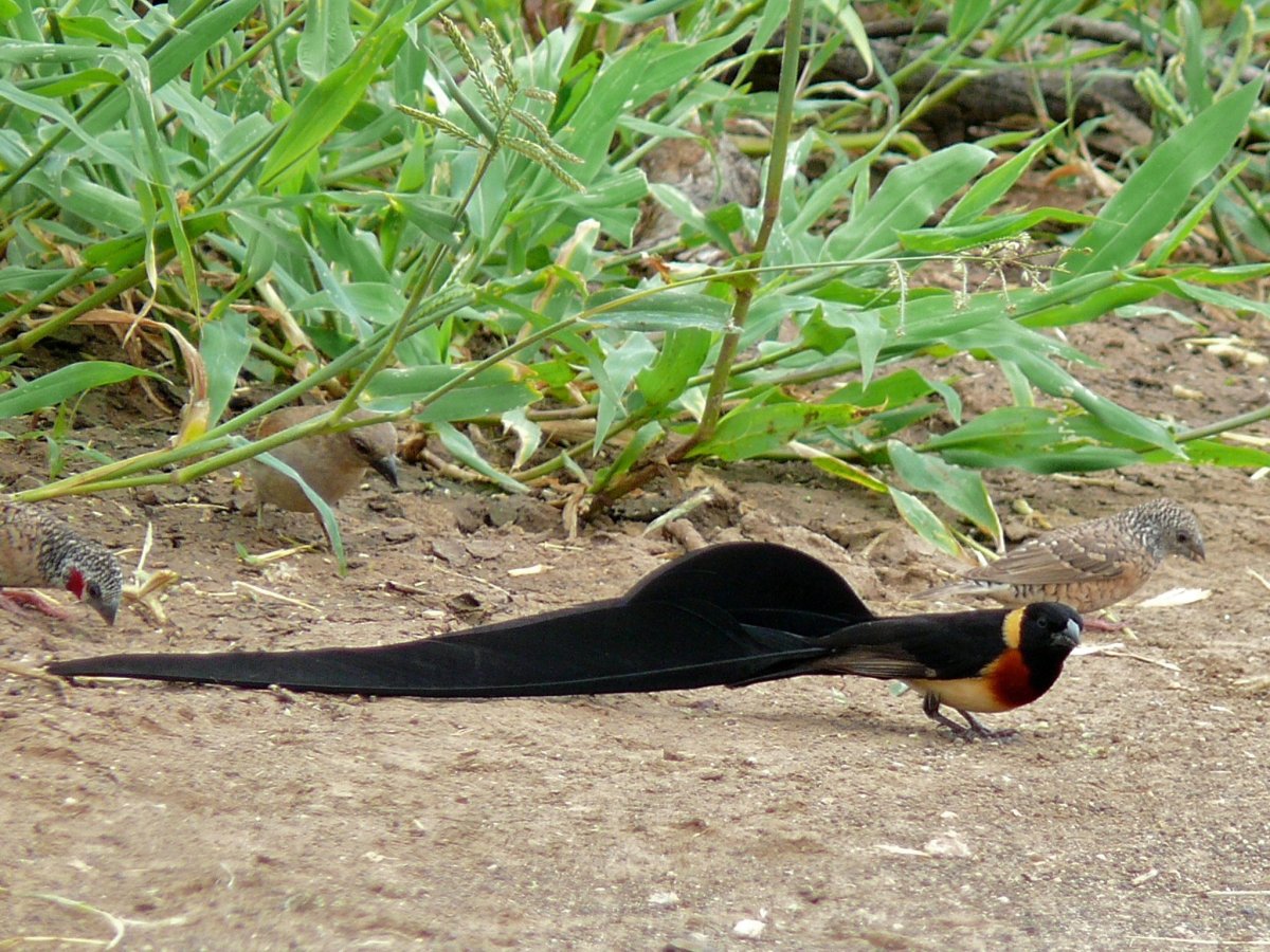 Фаэтон птица