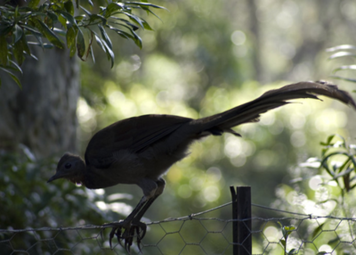 Колибри длиннохвостый