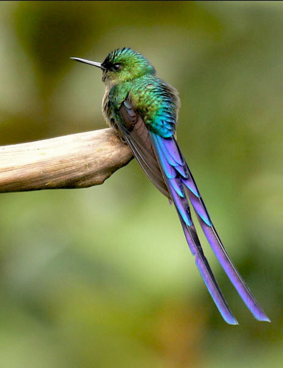 Весенняя птица с длинным хвостом