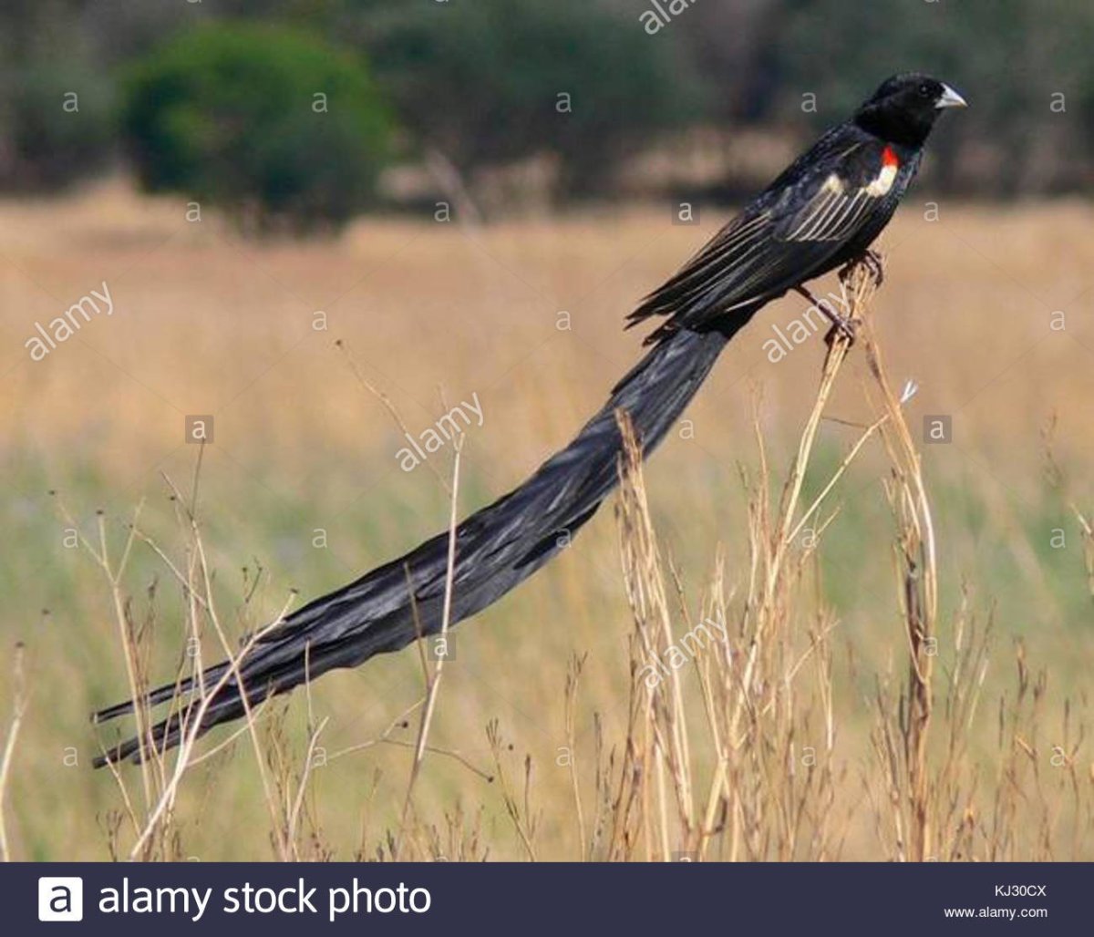 Длиннохвостый бархатный Ткачик