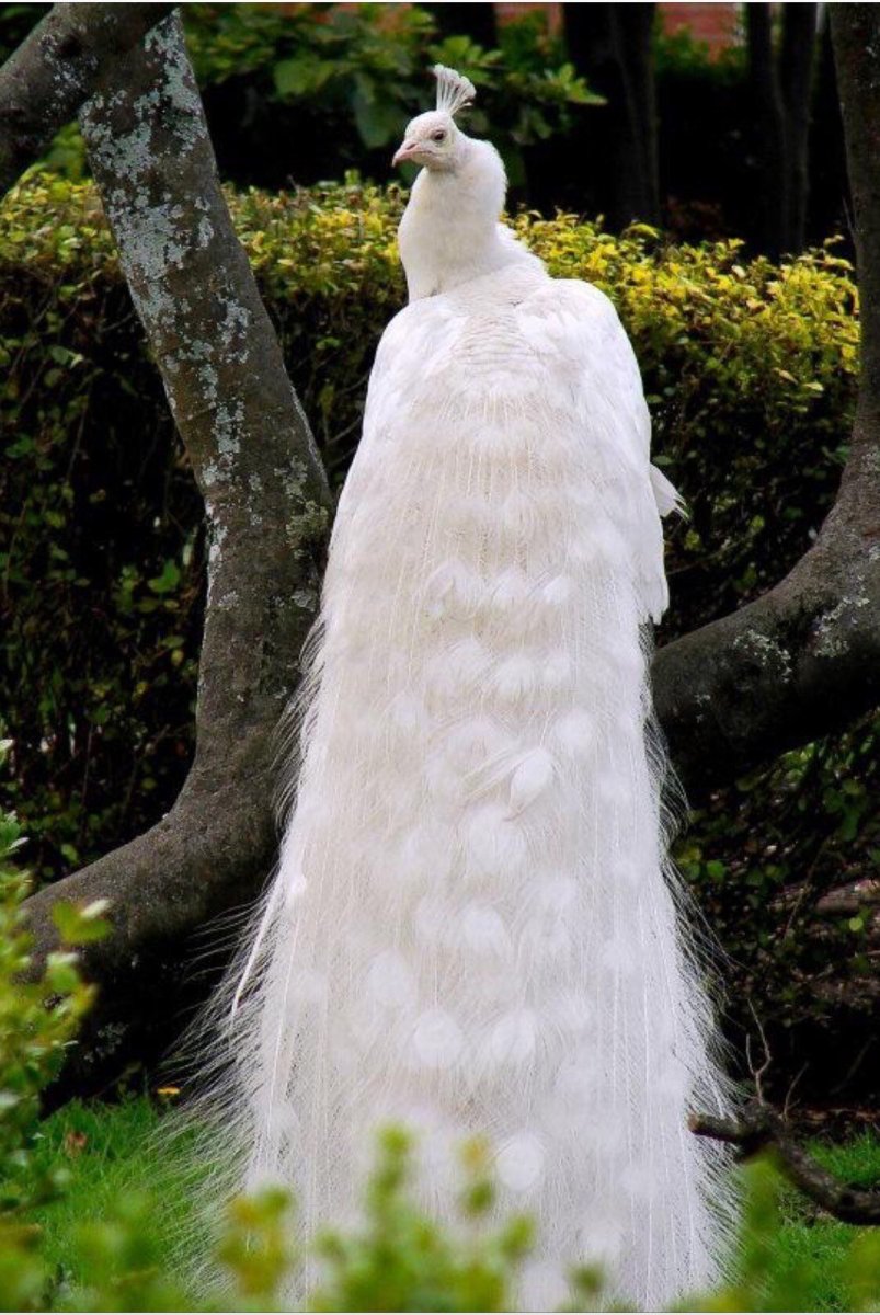 Тайваньская толстоклювая Лазоревая сорока