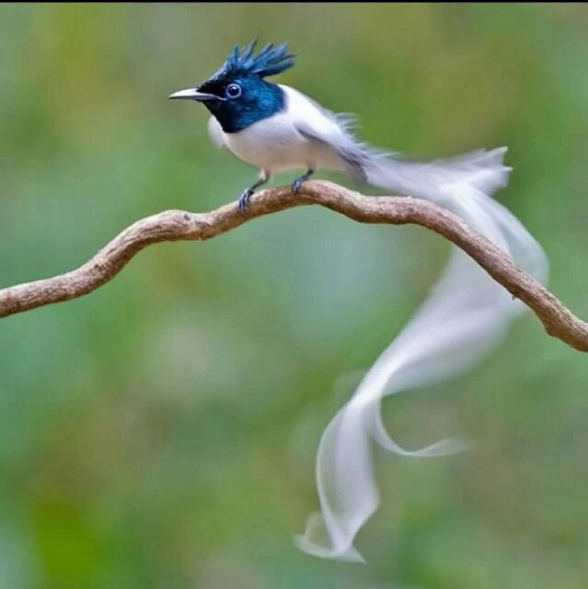 Изящные птицы