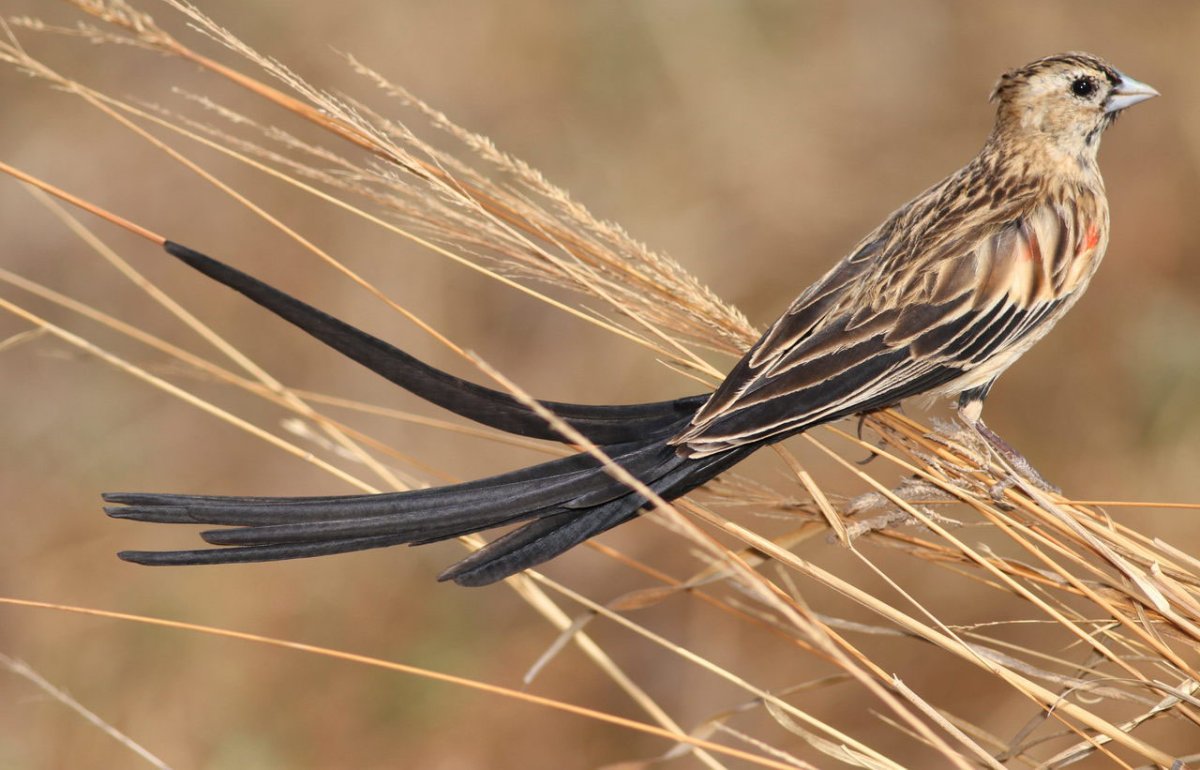 Синица ополовник