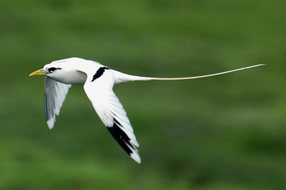 Длиннохвостая синица