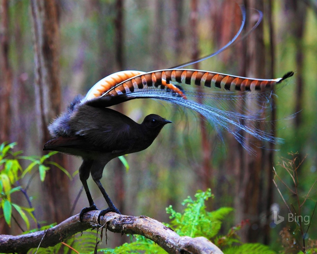 Белый Королевский Павлин