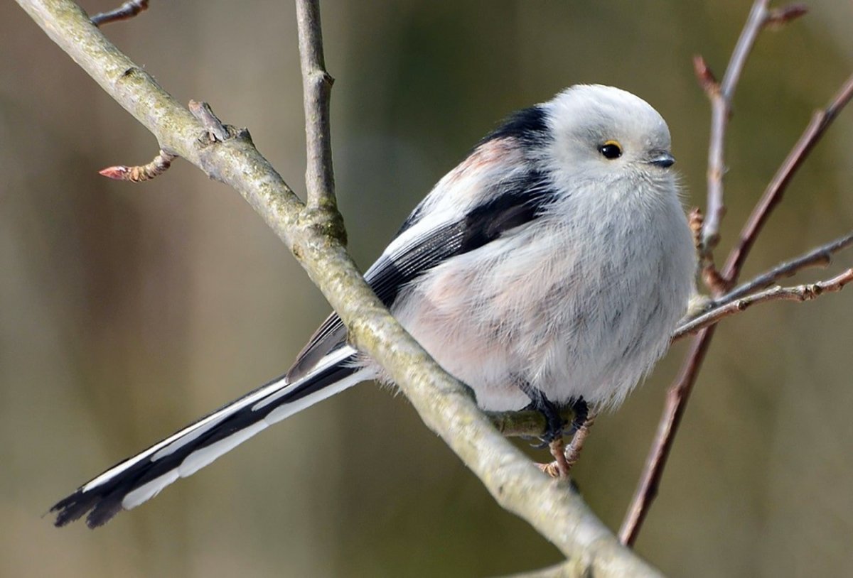 Реггинова Райская птица