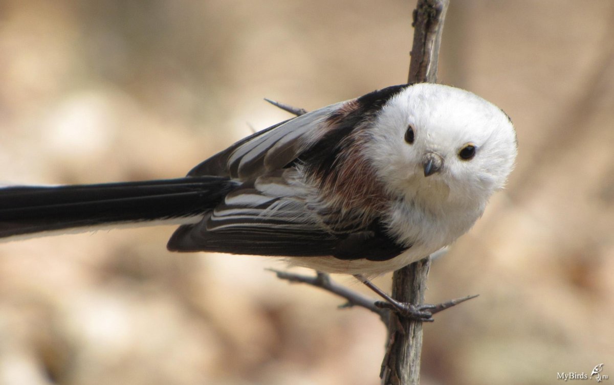 Реггинова Райская птица