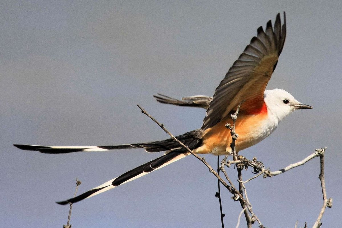 Лирохвост черный