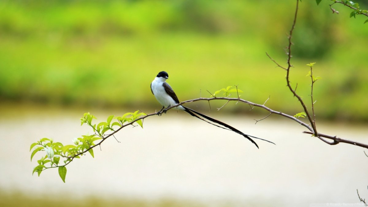 Птица Доминиканская вдовушка