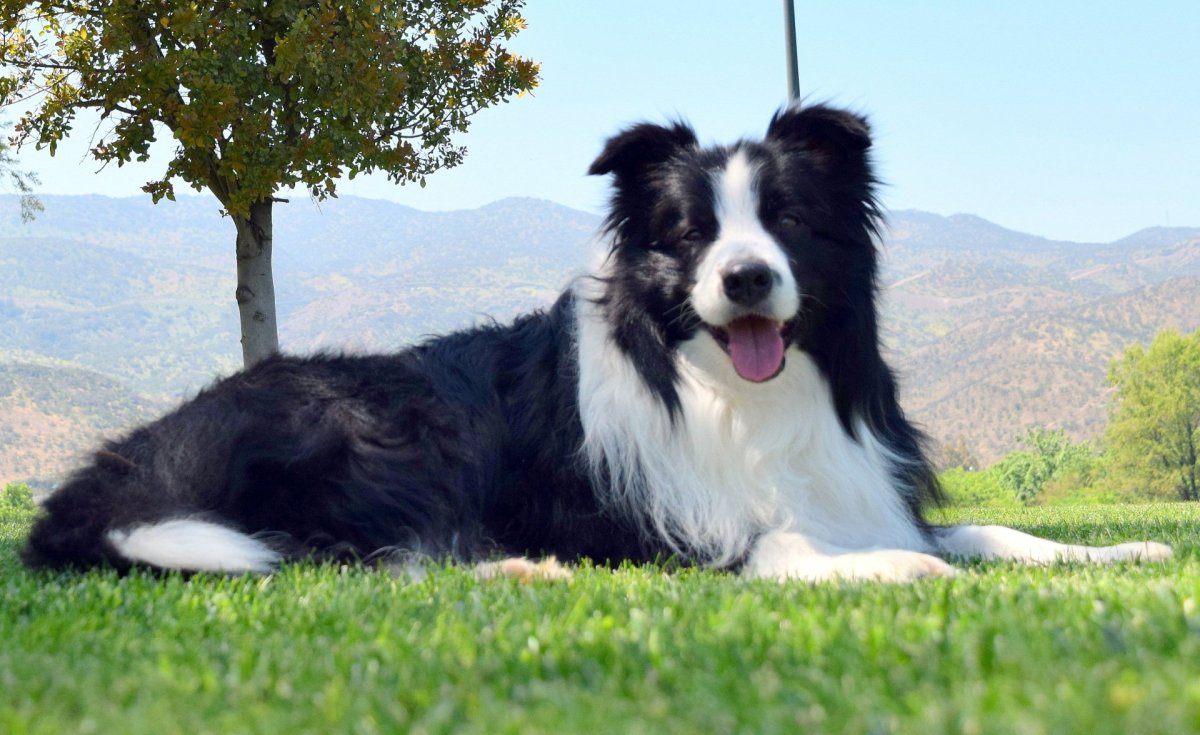 Бордер колли спорт