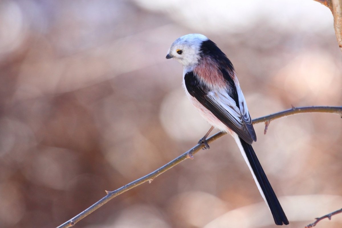 Золотой фазан Chrysolophus pictus