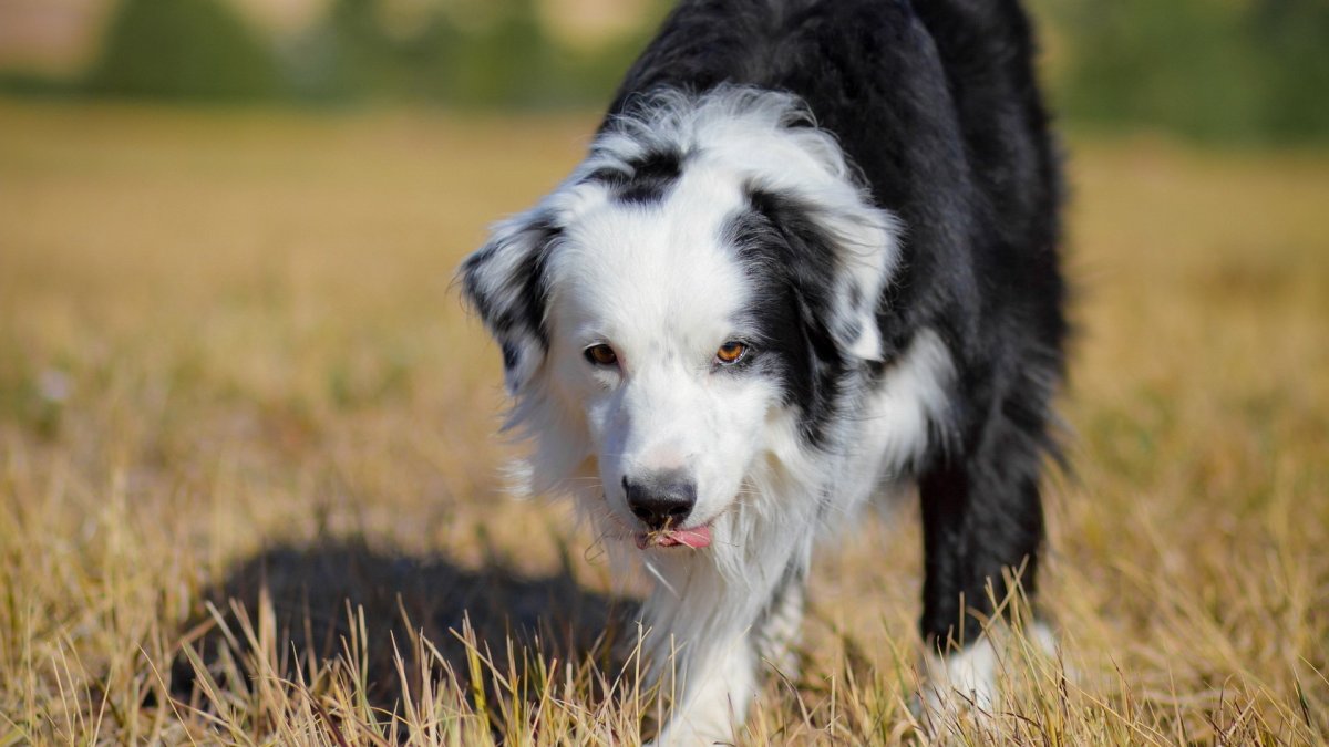 Бордер колли пастушья