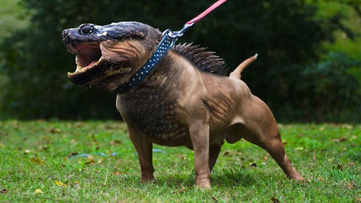 Собака птица