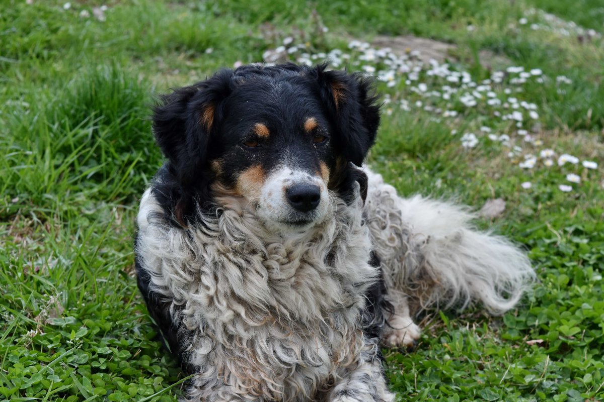 Пастушья собака порода бордер колли