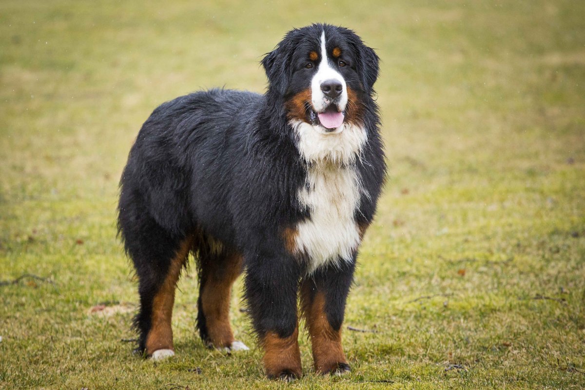 Порода Бернский зенненхунд
