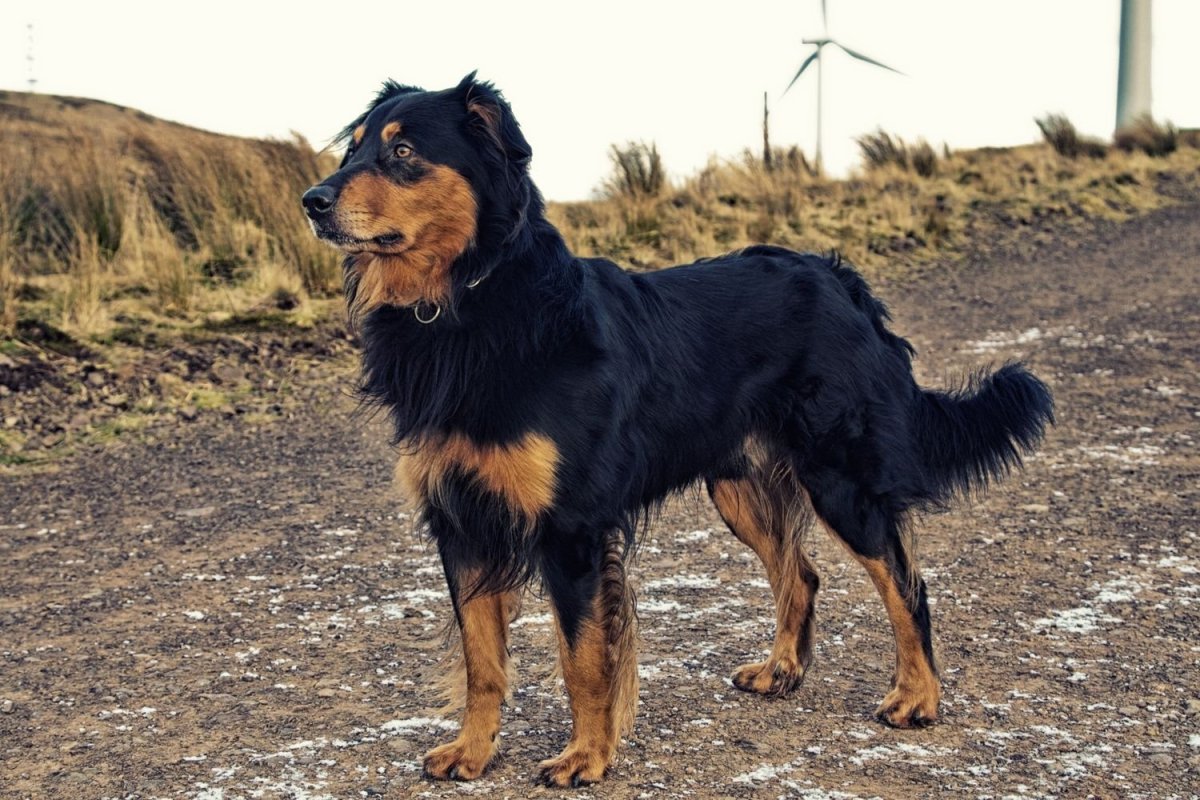 Аусси австралийская овчарка