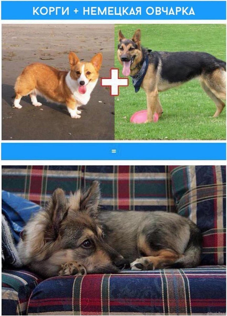 Скрещивание собак разных пород