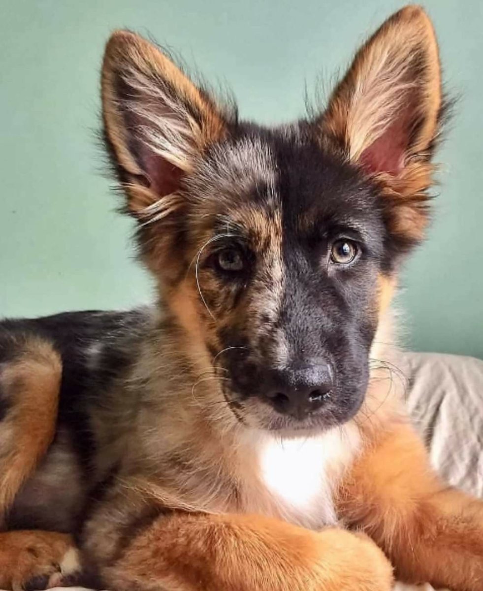 Помесь хаски и корги