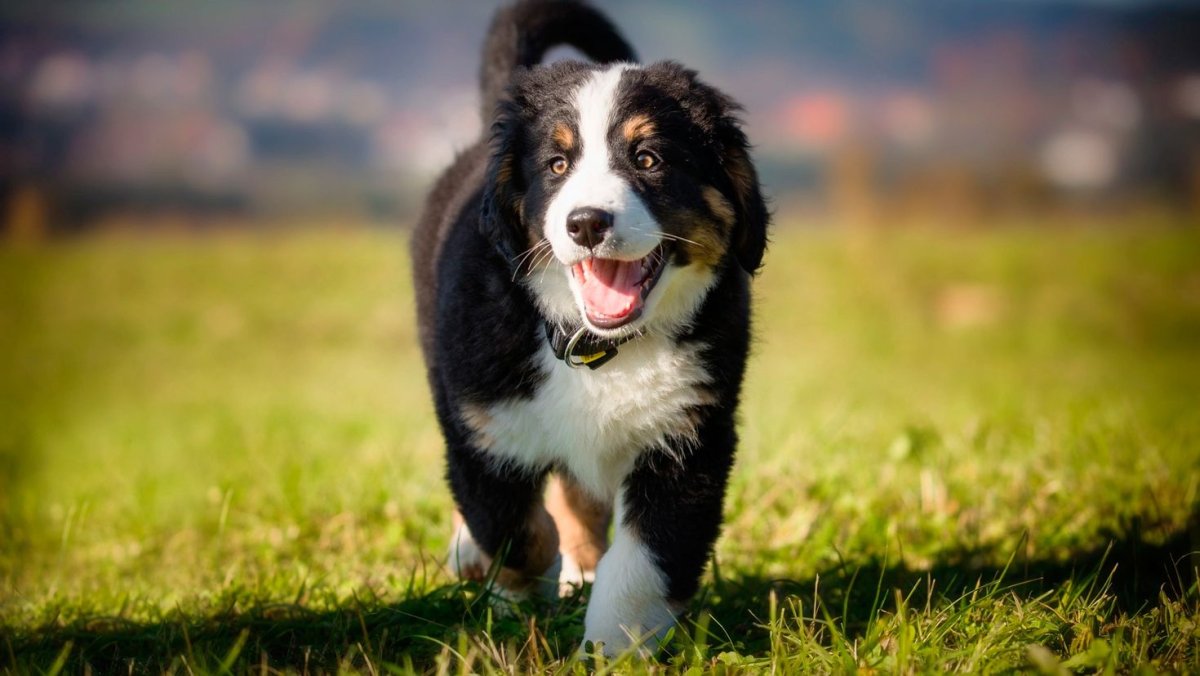 Border Collie (бордер колли)