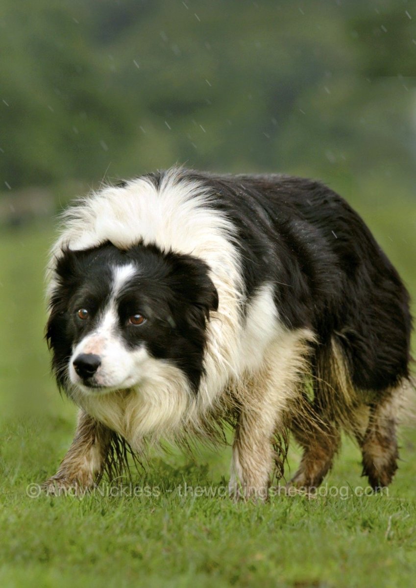 Бордер колли в Шотландии