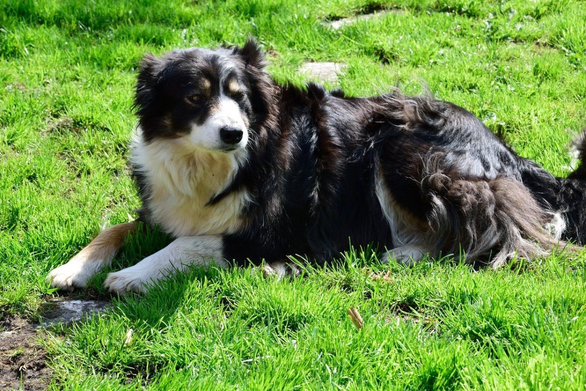 Собака австралийская овчарка аусси