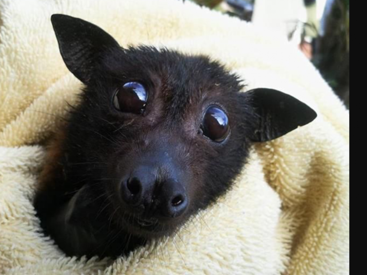 Крылья летучей мыши