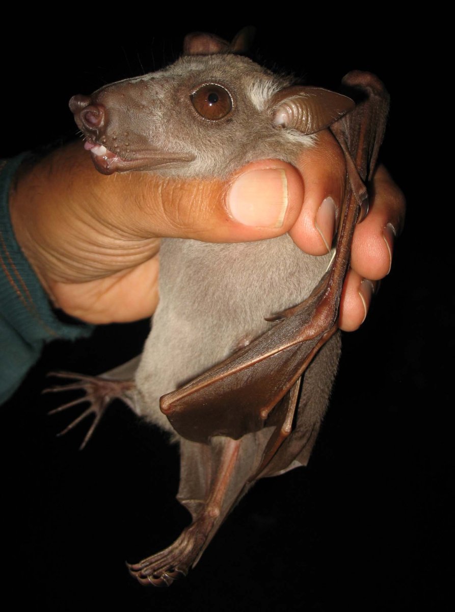 Бульдоговая летучая мышь