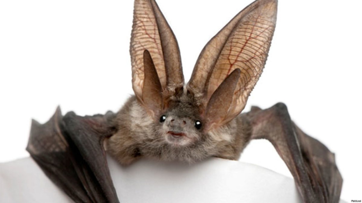 Летучая мышь милая