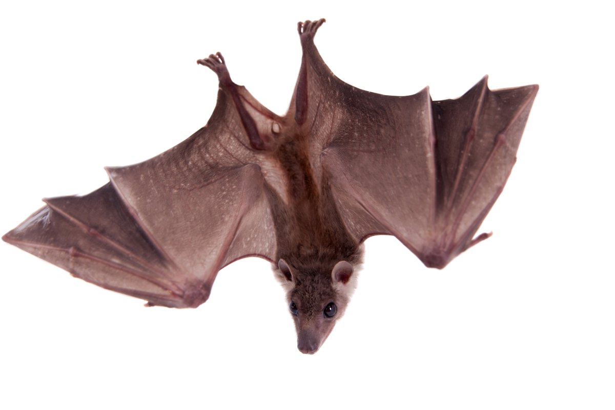 Летучая мышь