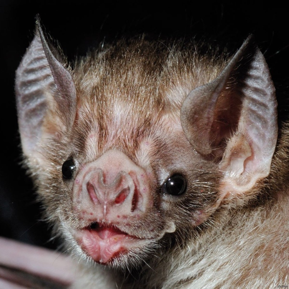 Травоядный Дракула летучая мышь