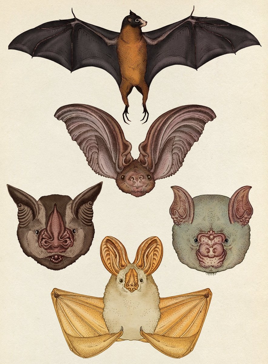 Летучая мышь с открытыми крыльями