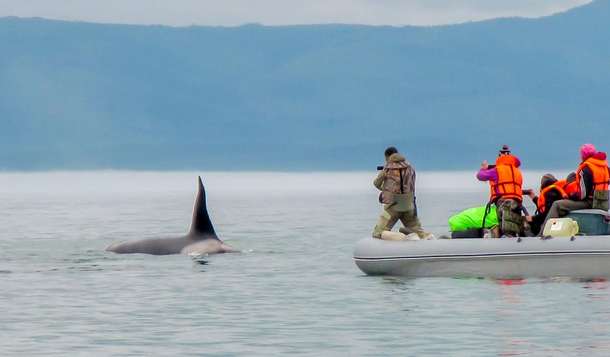 Охотское море Шантарские острова киты