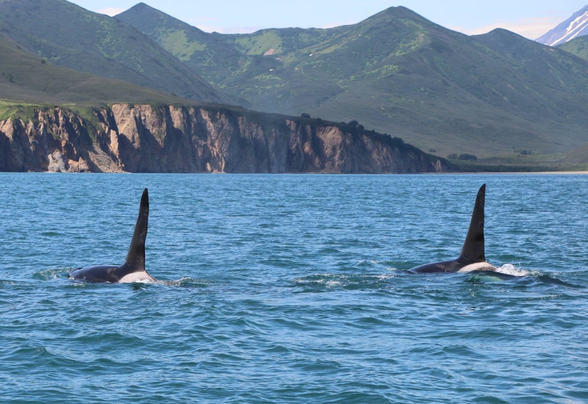 Авачинская бухта на Камчатке