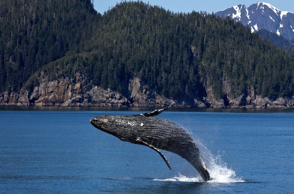Шантарские острова бухта китов