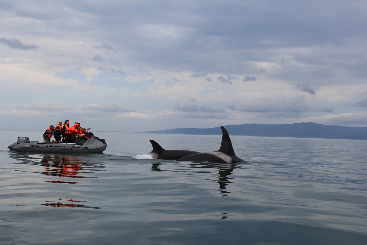 Шантарские острова Охотское море